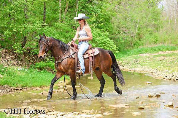 all-around-friesian-horse