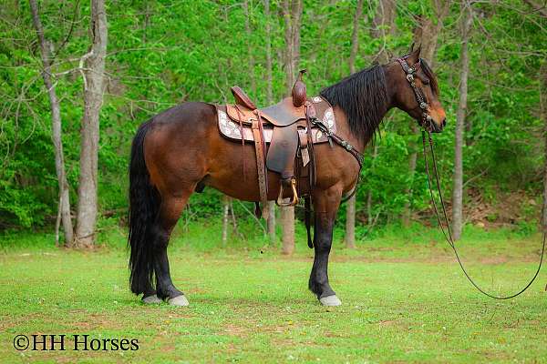 athletic-friesian-horse