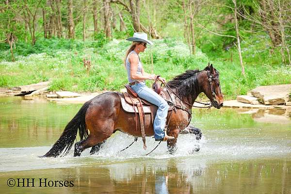 drill-team-friesian-horse