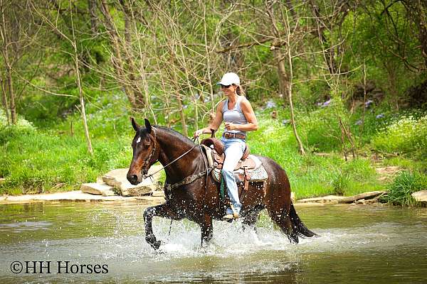 all-around-friesian-horse