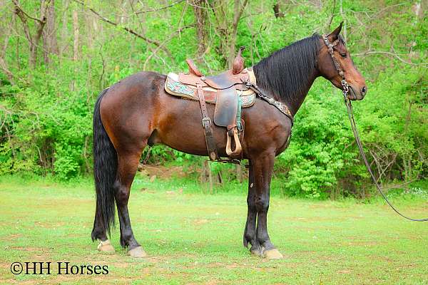 athletic-friesian-horse
