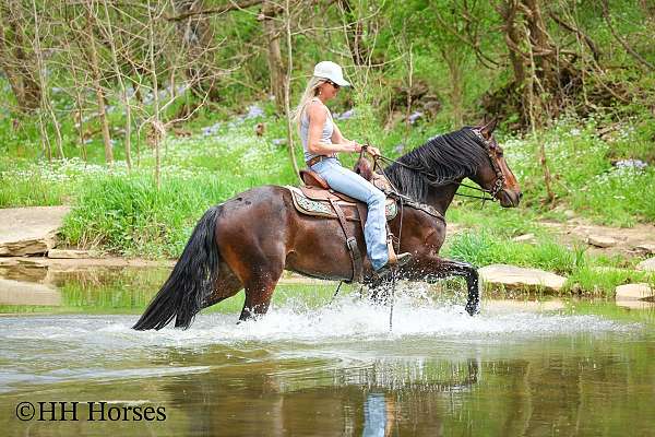 drill-team-friesian-horse