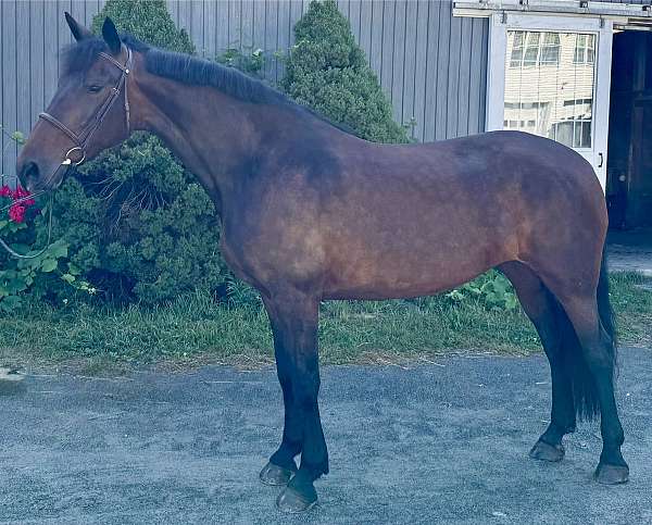 all-around-sport-mare