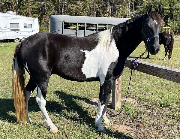 black-white-saddlebred-for-sale