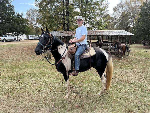 black-white-saddlebred-horse