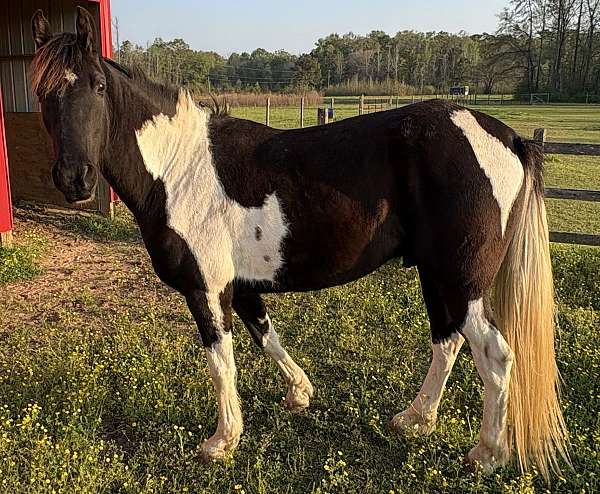black-white-saddlebred