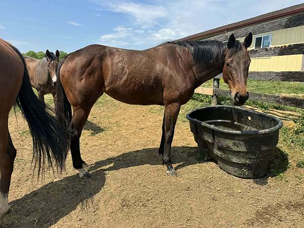 broke-the-best-thoroughbred-horse