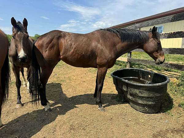 broke-the-best-mare
