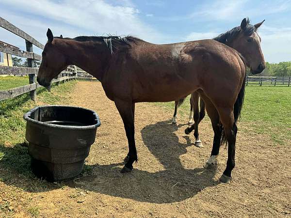 stake-mare