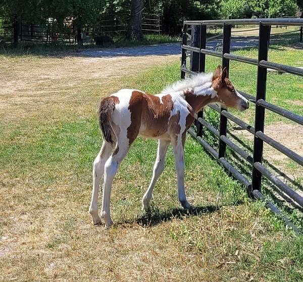 bay-white-curly-colt