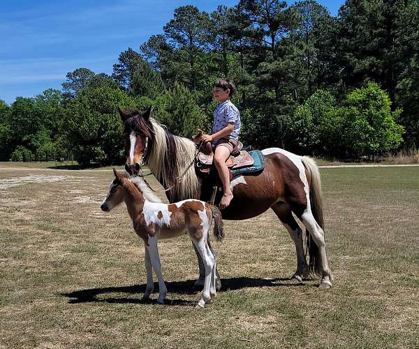 bay-white-paint-colt