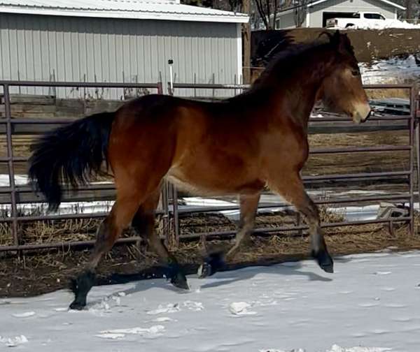 working-equitation-canadian-horse