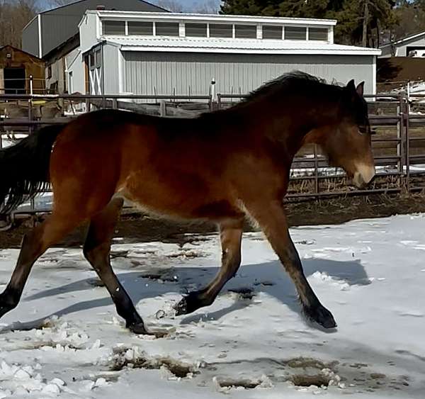 bay-kfps-colt