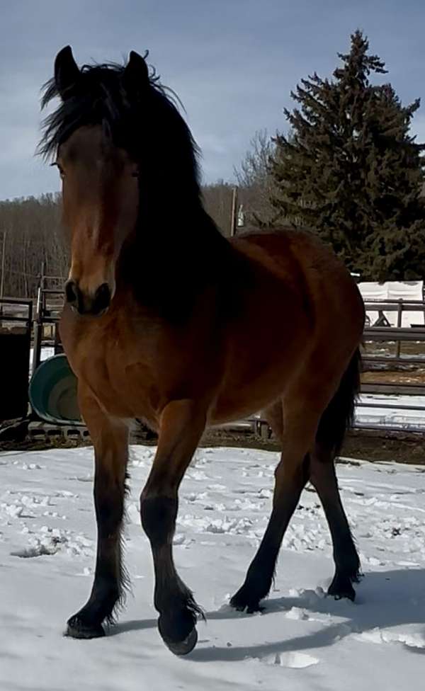 bay-kfps-horse
