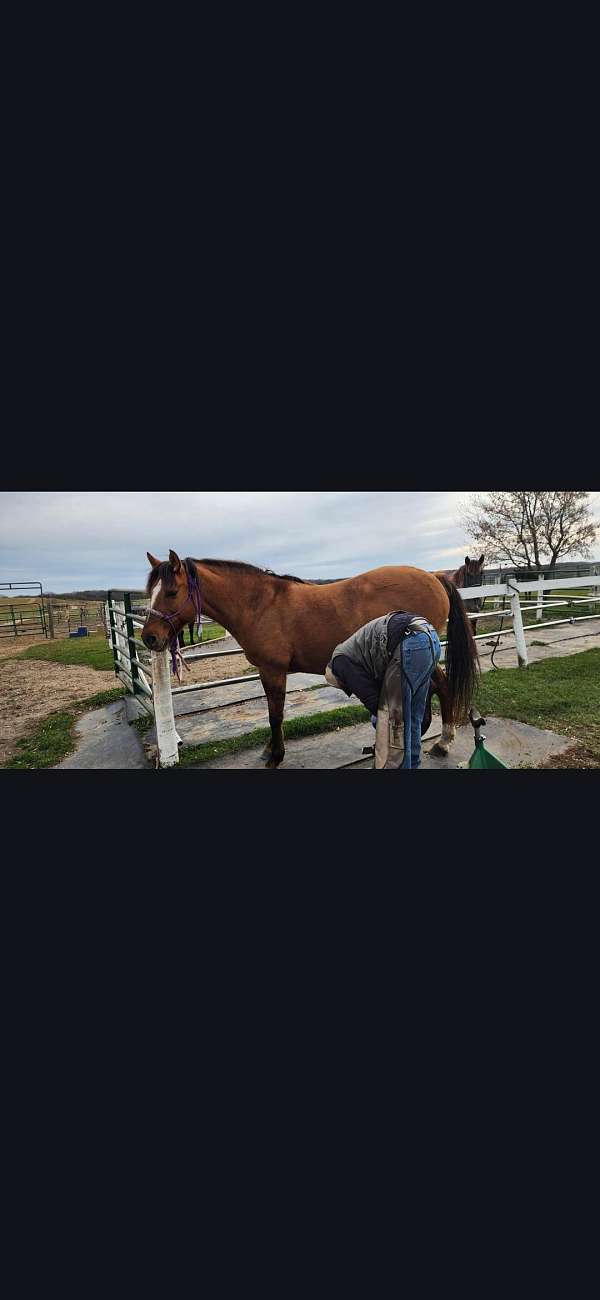 dun-factor-trail-riding-mare
