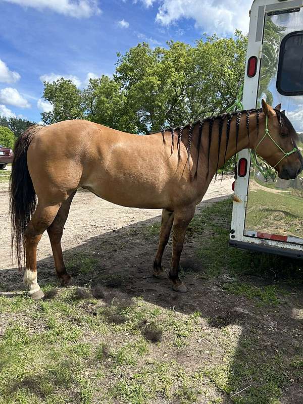 dun-factor-trail-riding-horse
