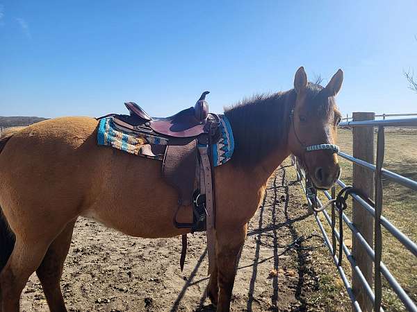 dun-factor-trail-riding-quarter-horse