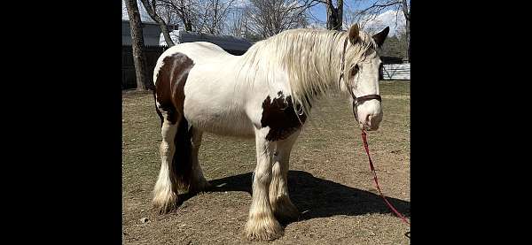 barefoot-drum-horse