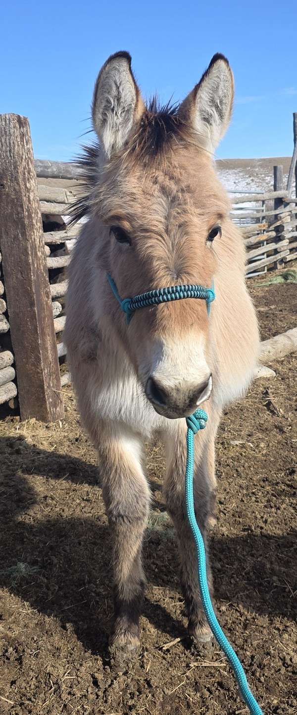 fjule-mule