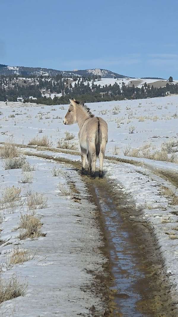 norwegian-fjord-mule