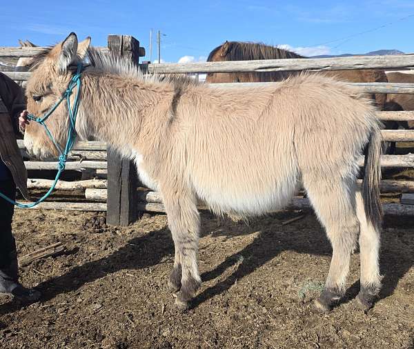 fjule-horse