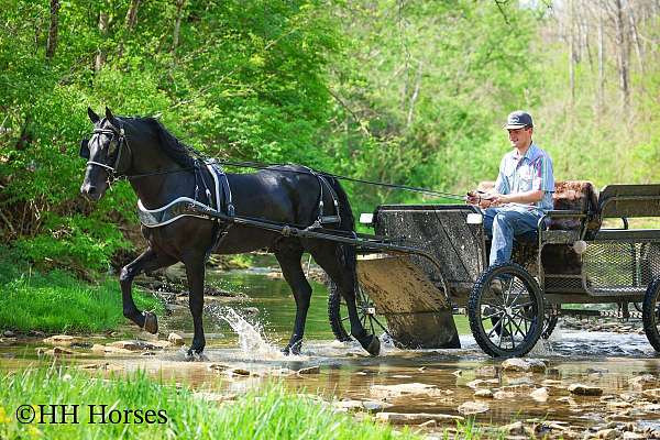 trail-class-competit-friesian-horse