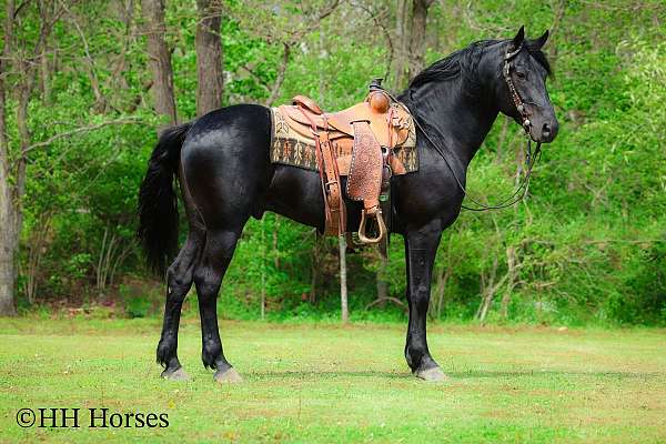 black-trail-class-competit-horse