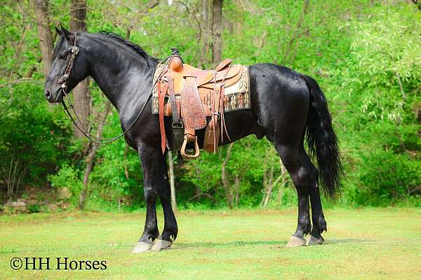 trail-class-competit-stallion