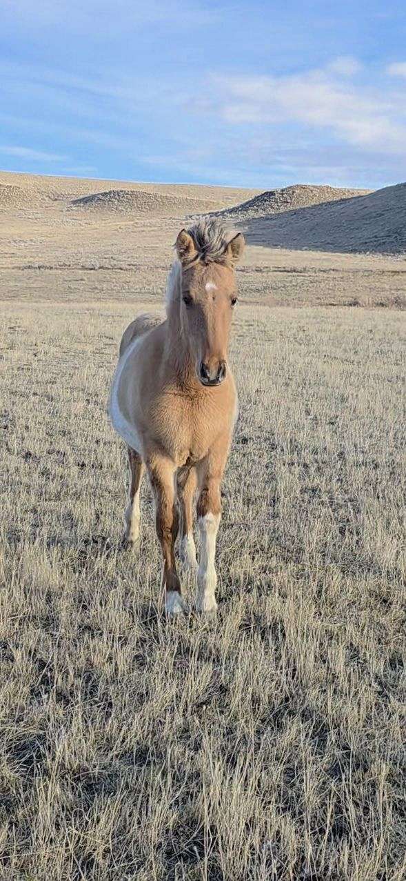 pinto-fjord-horse