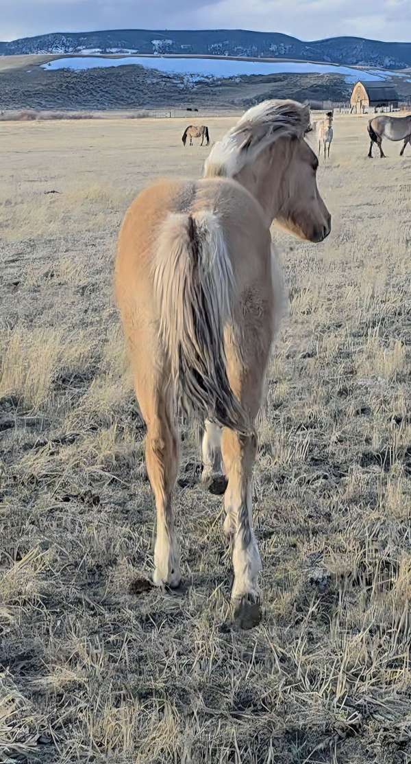 friendly-fjord-horse