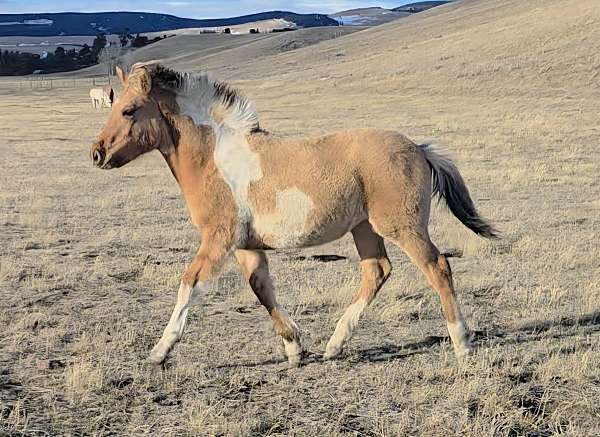 yearling-fjord-horse