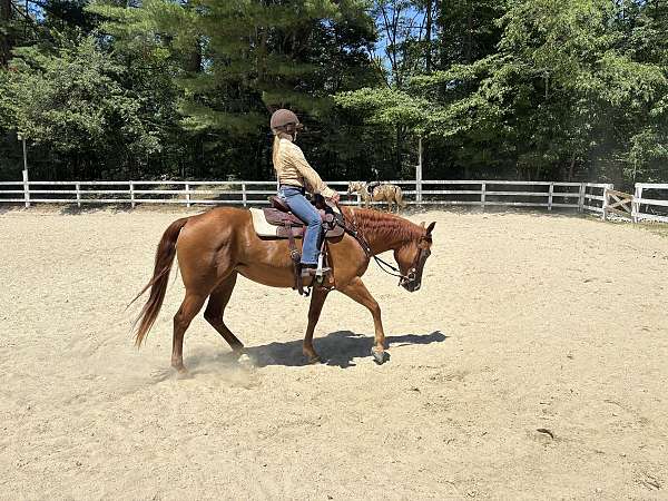 star-strip-hind-white-sock-horse