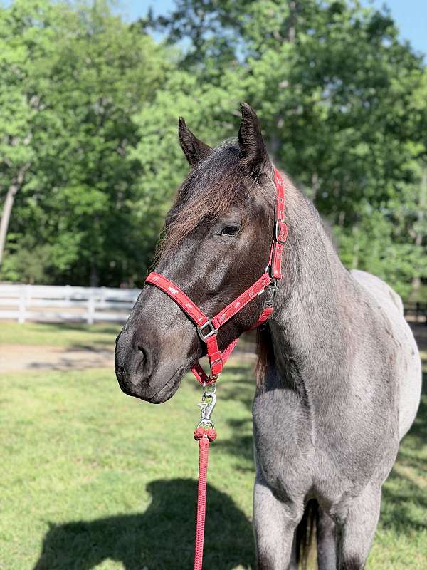 all-quarter-horse