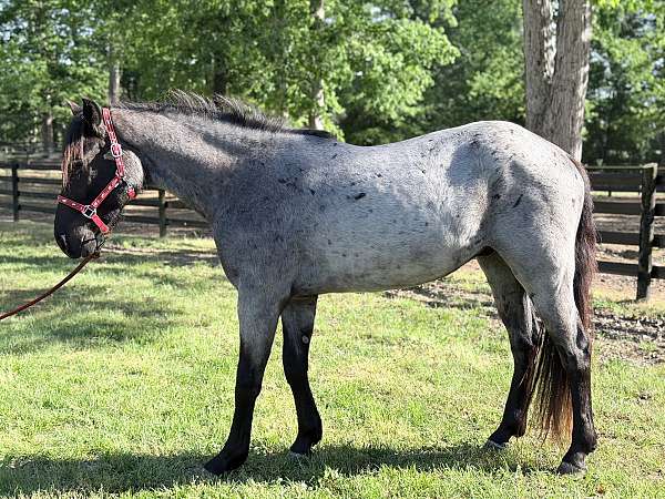 around-quarter-horse
