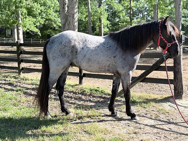 back-quarter-horse