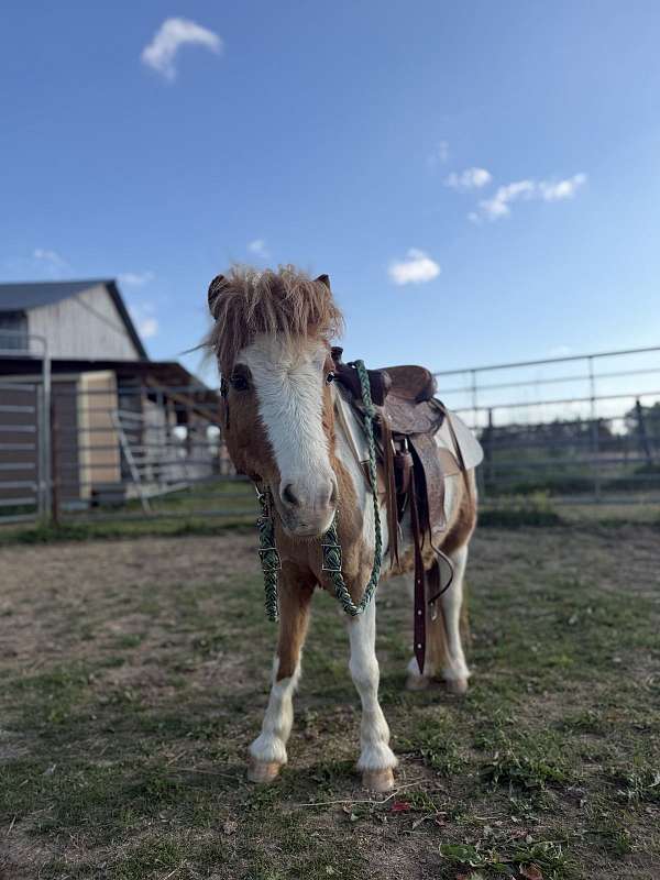 miniature-gelding