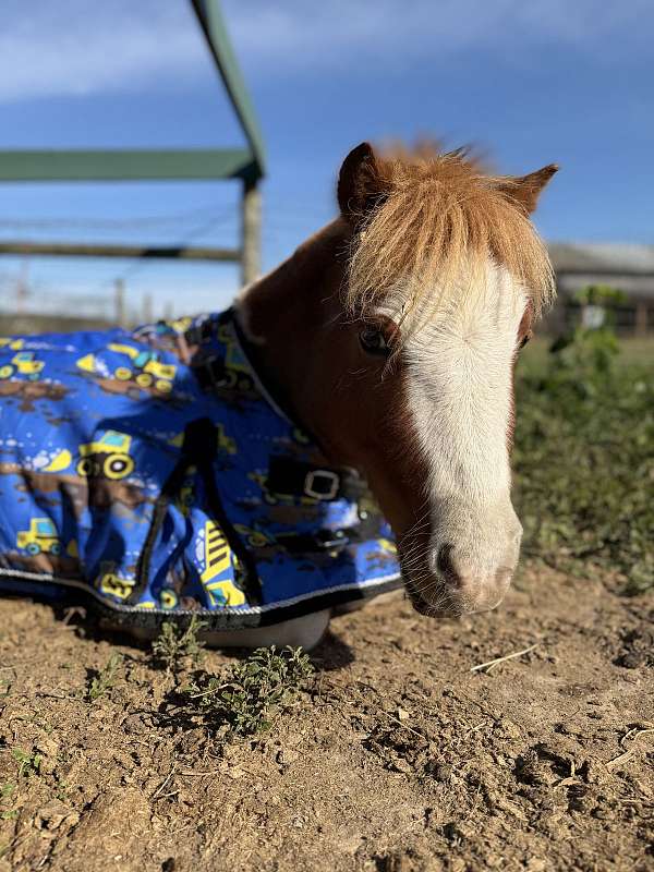 miniature-pony-for-sale