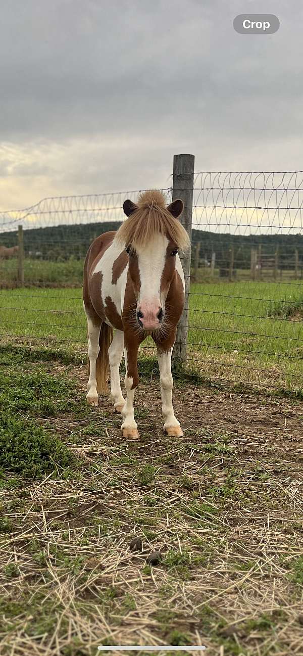 miniature-pony