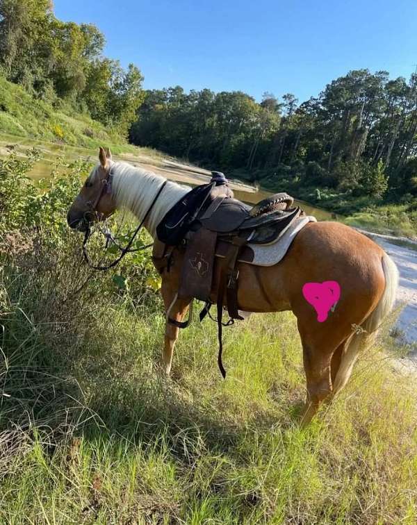 pha-horse