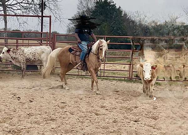 started-sorting-horse
