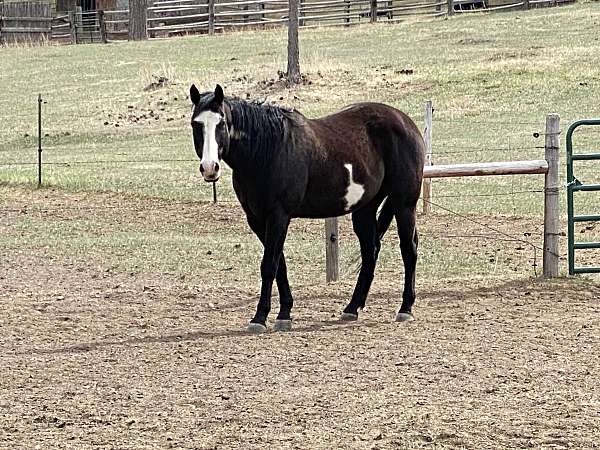 apha-black-gelding