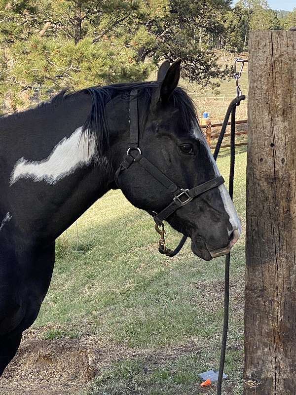black-overo-white-horse