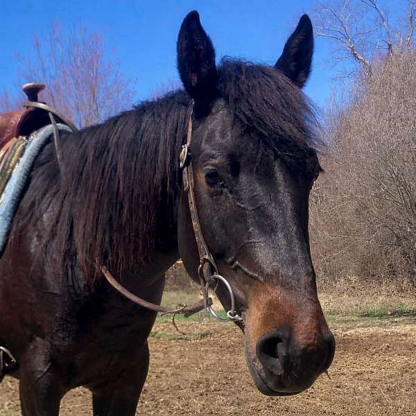 quarter-horse