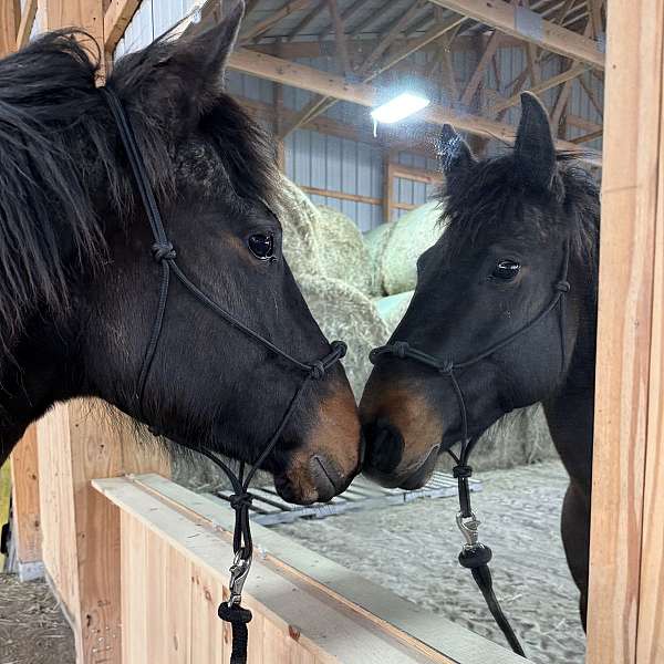 quarter-horse-for-sale
