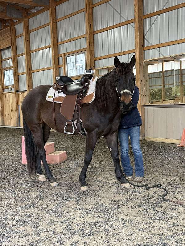 quarter-horse-mare