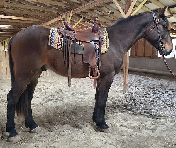 gaited-racking-horse