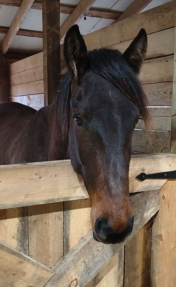 friesian-racking-horse