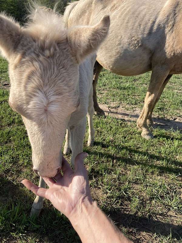 4h-palomino-horse