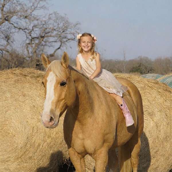 ranch-show-donkey-palomino-donkey
