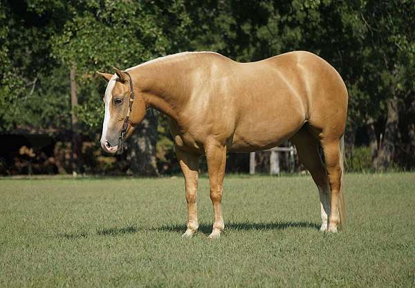 palomino-ranch-show-donkey